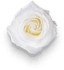 flower-01-free-img.png